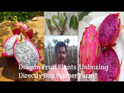 🌷139-Unboxing Dragon Fruit Two different Variety's Buy Directly Vidyadhar GaikwadJi Farm Maharashtra