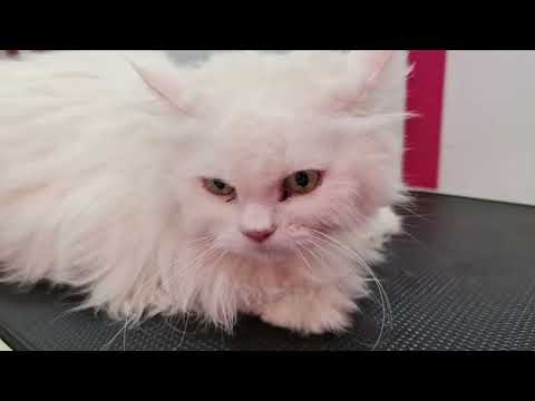 Grooming a Matted Cat | Turkish Angora