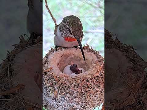 BEAUTIFUL BABY HUMMINGBIRD CHICKS 1ST FEEDING #babyhummingbirds #hummingbirdnest #hummingbirds #nest