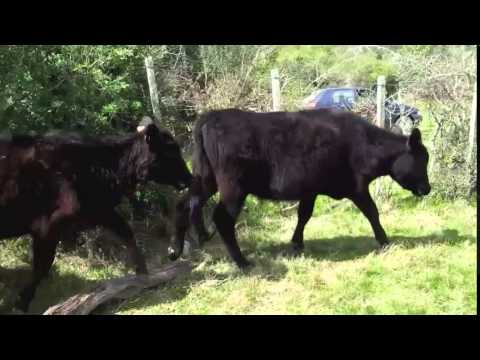 En Venta, 25 Terneras Angus Maldonado!