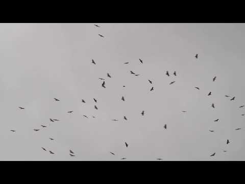 Kettle of Broad-winged Hawks — najpočetnejšia migrácia dravcov sveta.