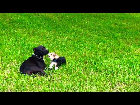 Corgi Vs Pitbull Dog fight