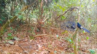 Download lagu Di tempat ini banyak burung murai batu || Memikat burung murai batu mp3