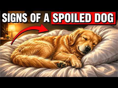 Is Your Dog Spoiled 10 Signs