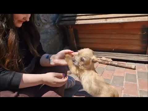 Norwich Terrier puppy for sale