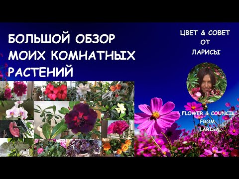 БОЛЬШОЙ ОБЗОР МОИХ КОМНАТНЫХ РАСТЕНИЙ