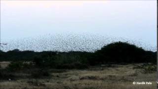 preview picture of video 'Murmuration of Rosy Starlings'