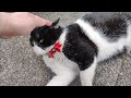 The Tuxedo Cat With A Pink Nose And Mouth Lying Down And Showing His Belly Is Unbelievably Cute