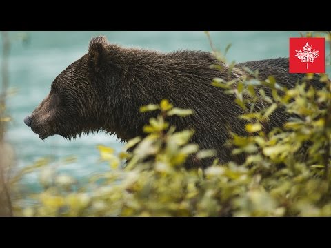 GRIZZLYS FOTOGRAFIEREN IN BRITISH COLUMBIA  📷  Benjamin Jaworskyj