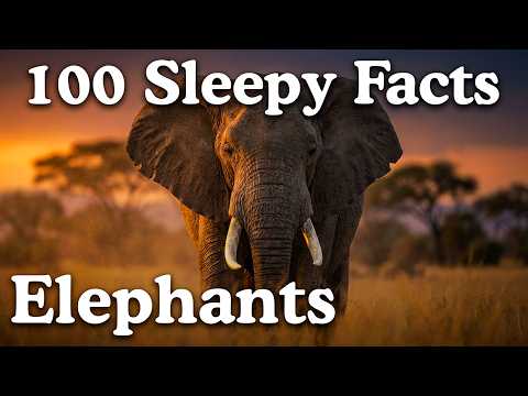 The Most Soothing Elephant Facts — Fall Asleep to Biology