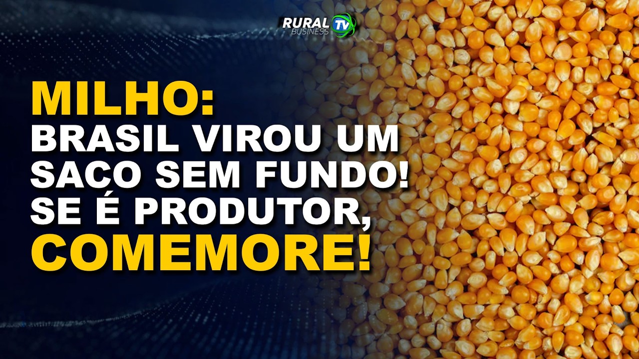 MILHO: BRASIL VIROU UM SACO SEM FUNDO! SE É PRODUTOR, COMEMORE!