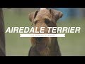 AIREDALE TERRIER: FIVE THINGS YOU SHOULD KNOW