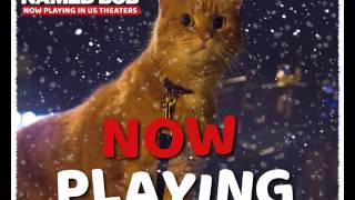 A Street Cat Named Bob is NOW PLAYING in the following US cities!