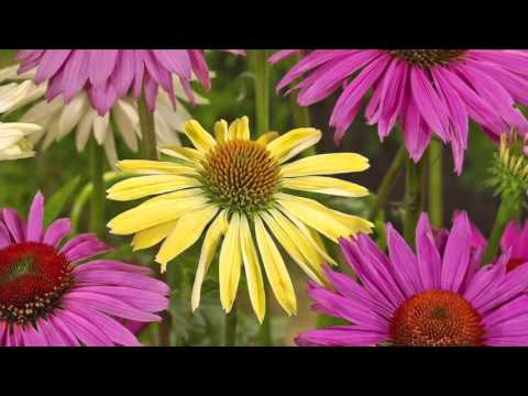 Roberta's 6-pc. Color Full Cheyenne Spirit Echinacea on QVC