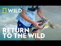 Releasing Stranded Wild Sea Turtles Magic Of Disney S Animal Kingdom National Geographic WILD