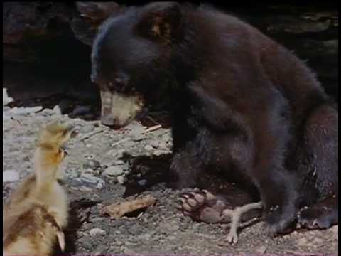 Włóczęgi północy