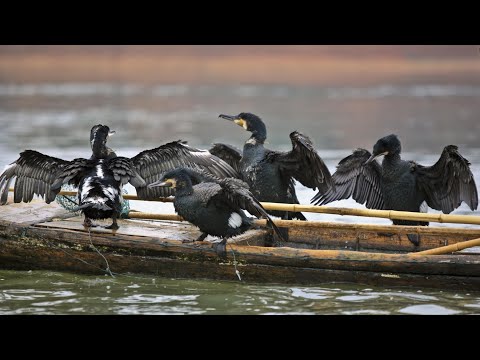 After the fishing, the fishermen fed 100 cormorants to eat fish