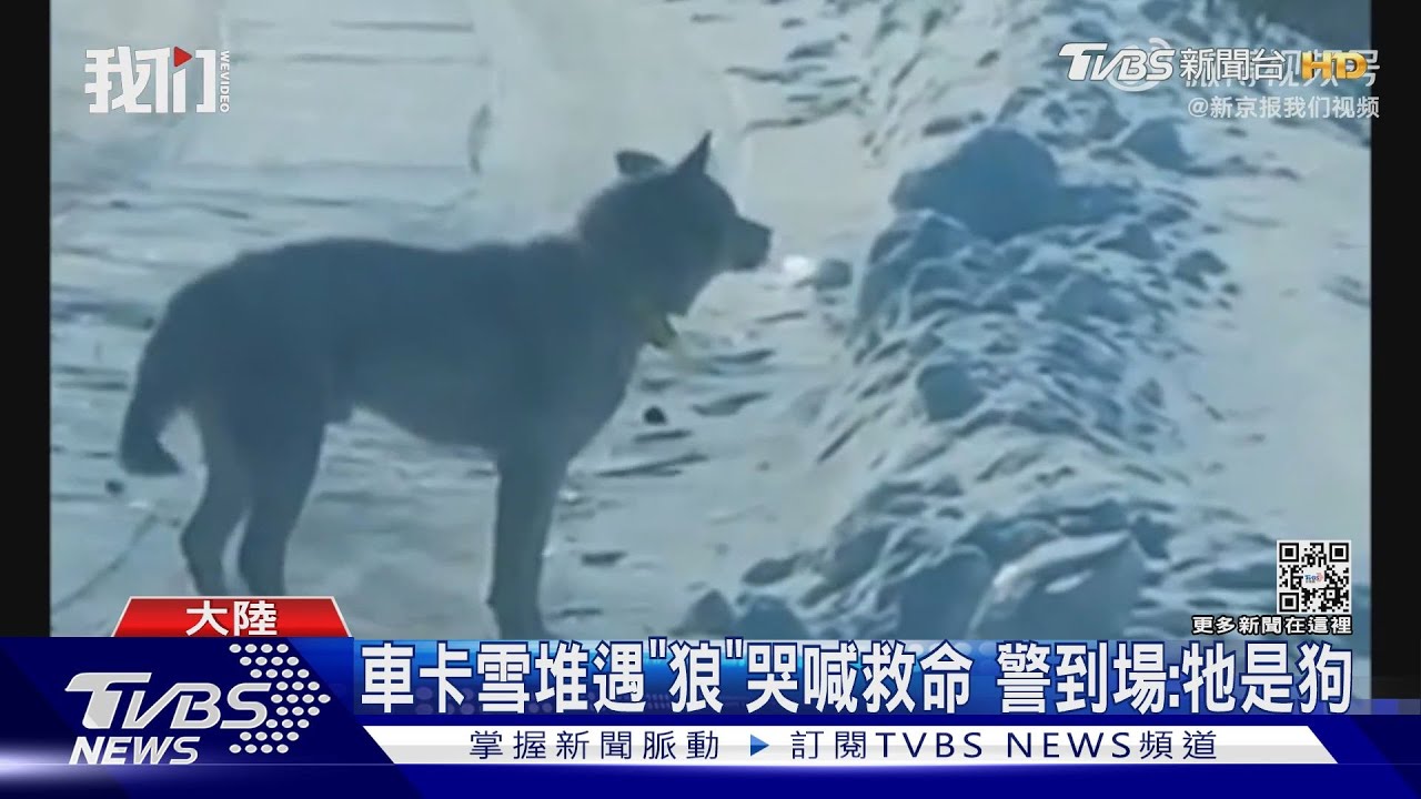 車卡雪堆遇「狼」哭喊救命 警到場:牠是狗