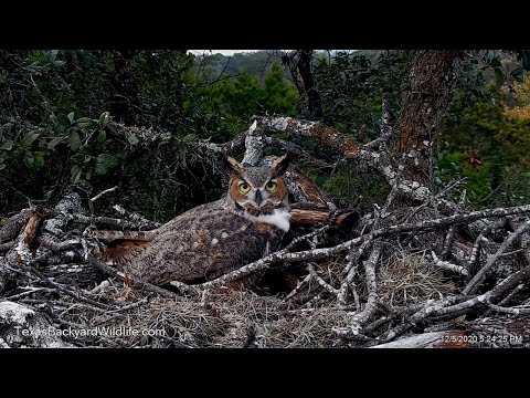 A great horned owl evicting a raccoon from the owl nest