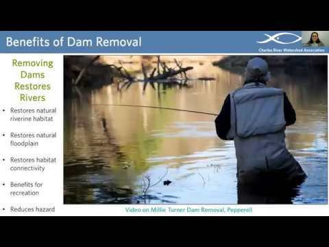 Restoring a Living River: Past, Present, and Future of Dams on the Charles