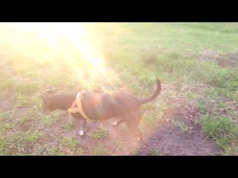 Wir machen einen ausflug!!😉🐕🐶