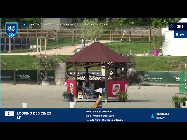 Looping des cimes, hongre de 5 ans