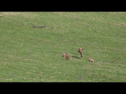 Brown Hares, Spring 2019, Buxton, Derbyshire, Boxing, Mad March Hares