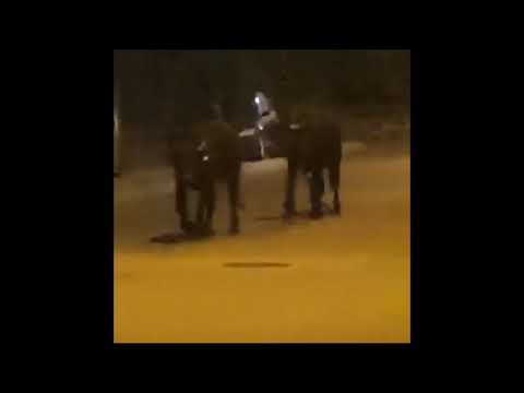 Doi bivoli, filmați în zona Gării din Cluj-Napoca