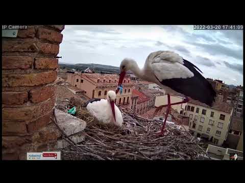 Mały Figielek z folią w dziobie na głowie partnerki / 20.03.2022/ Tudela E