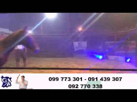 Criollos Camperos y Potros de Oro - Chiflero - Gastón Araujo Agronegocios - Rural UY