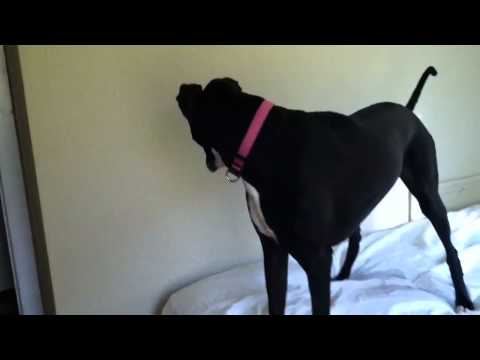 Prisca the guard dog