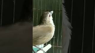 Download lagu PELANDUK SEMAK GACOR DOR AMPUH BUAT PANCINGAN mp3