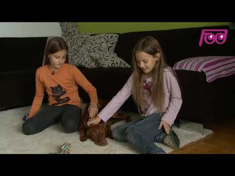 Infodrom: Mina, Ana in vran Viktor