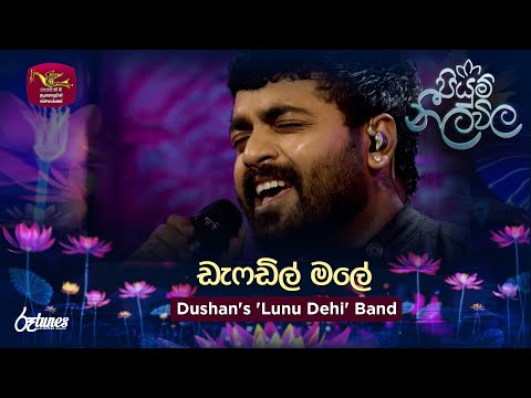 Daffodil Male |  ඩැෆඩිල් මලේ | Dushan's 'Lunu Dehi' Band | Piyum Neela Vila | Roo Tunes