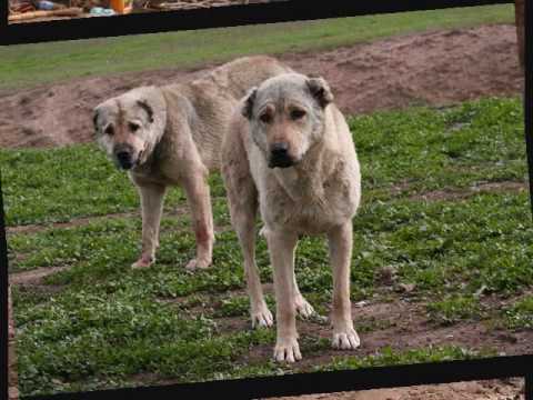 Tajik Shepherd Dogs.wmv
