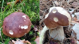 The wonders of picking boletes