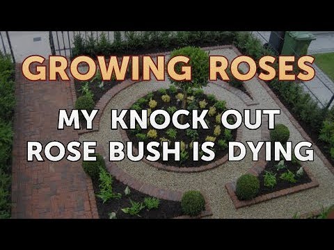 How to Take Care of a Mini Rose Plant