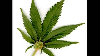 MR SANCHO   INTERNATIONAL TRIP