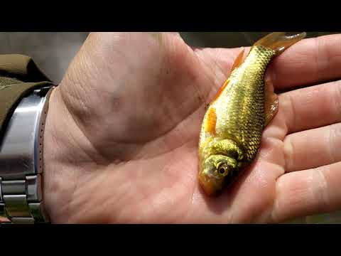 enkat paukkuu pikku ruutana lammella