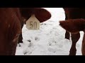 Funny Cow Pooping