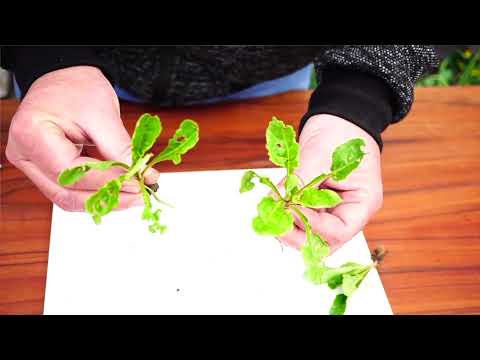 Feldtag 2021 des LHW - 6. Zuckerrübe (6/7)