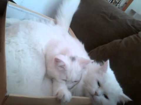 VID_20160407_140510.mp4