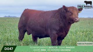 2 Toro PP - Gregorio Aberasturi - Plaza Ganadera