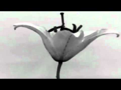 Asiatic lily a blooming wonder Video Reuters