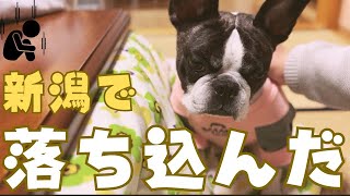 久しぶりの帰省で落ち込むフレブル