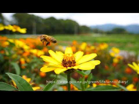 花壇のミツバチ、GH5　13.3%スロー