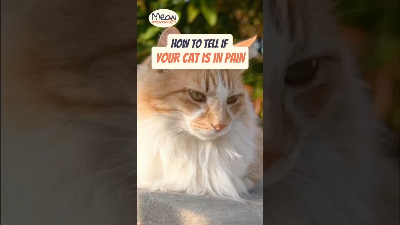 How to Tell If Your Cat is in Pain (Subtle Signs)  #cathealth #catcare #catowners #seniorcat