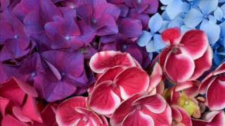 Jane Monheit : Rainbow Connection