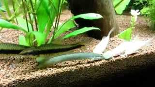 Pez Dragón Comiendo (BICHIR)