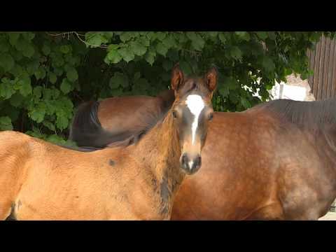 ForYou - Mount Etna xx - Hibiskus - Karo As